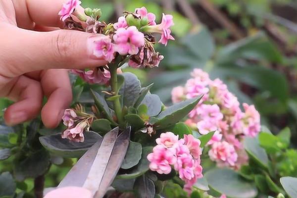长寿花怎么浇水，春秋季节每隔5天浇一次