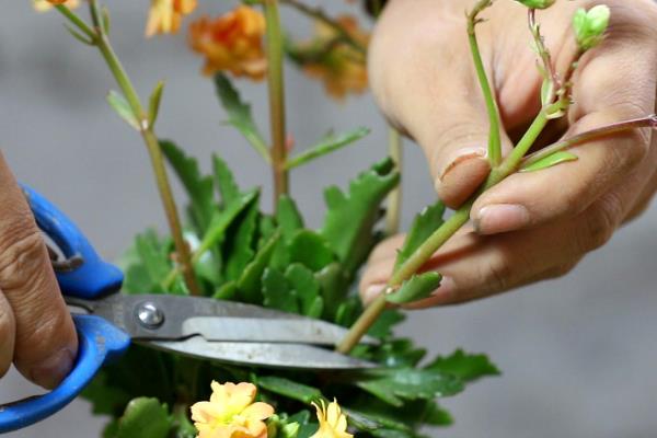 长寿花怎么浇水，春秋季节每隔5天浇一次