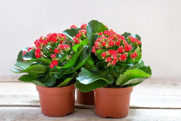 长寿花怎么浇水，春秋季节每隔5天浇一次