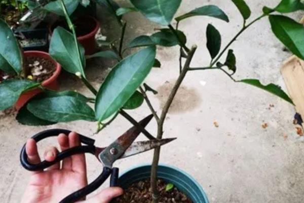柠檬树为何不开花不结果，可能是土壤不适、光照不足、营养不良等因素导致