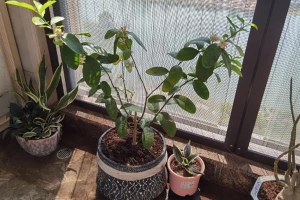 柠檬树为何不开花不结果，可能是土壤不适、光照不足、营养不良等因素导致