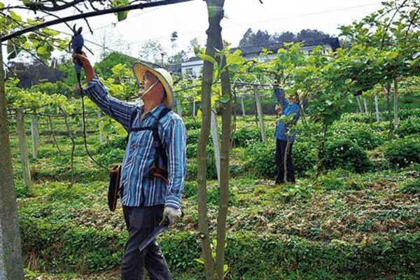 奇异果如何防虫，生长期间及时修剪虫害果枝