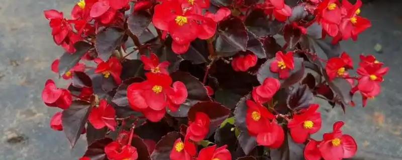 四季海棠如何播种，将种子混入细园土中进行撒播