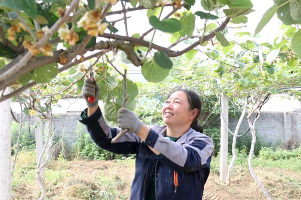 奇异果如何防虫，生长期间及时修剪虫害果枝