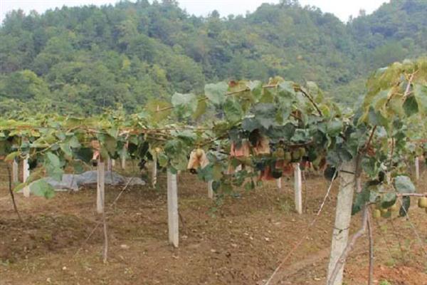 奇异果如何防虫，生长期间及时修剪虫害果枝