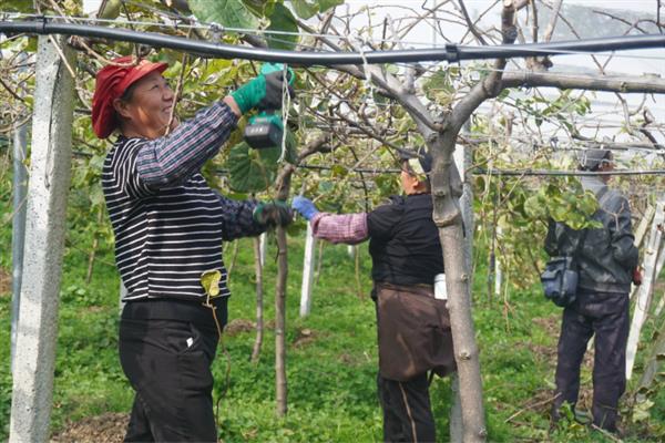 奇异果如何防虫，生长期间及时修剪虫害果枝