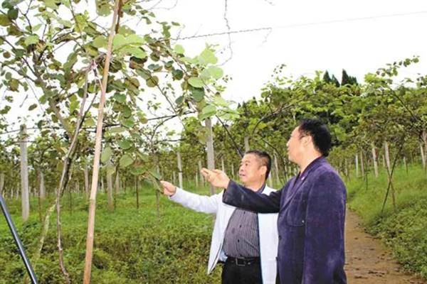 奇异果如何防虫，生长期间及时修剪虫害果枝