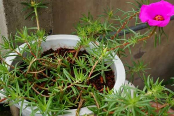 太阳花的形态特征，植株高度比较矮小