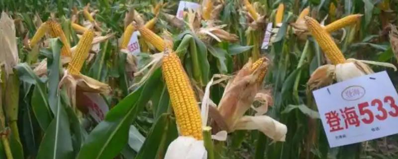 登海533玉米种的特征特性，生育期为104天左右
