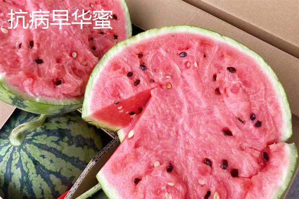 西瓜能不能重茬种植，重茬种植会加重病虫害