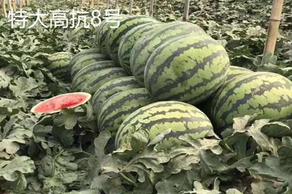 西瓜能不能重茬种植，重茬种植会加重病虫害