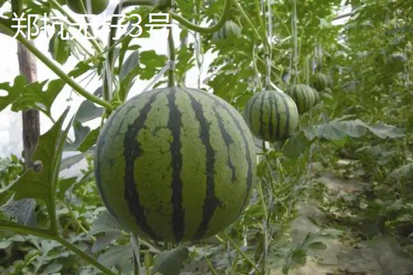 西瓜能不能重茬种植，重茬种植会加重病虫害