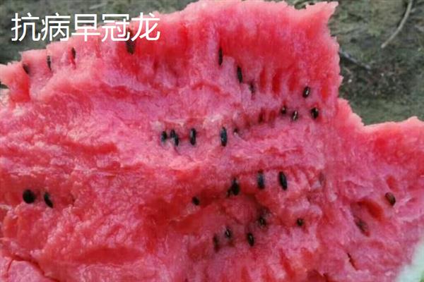 西瓜能不能重茬种植，重茬种植会加重病虫害