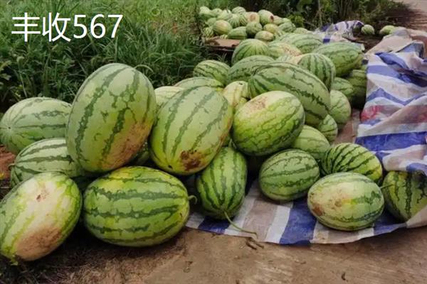 西瓜能不能重茬种植，重茬种植会加重病虫害