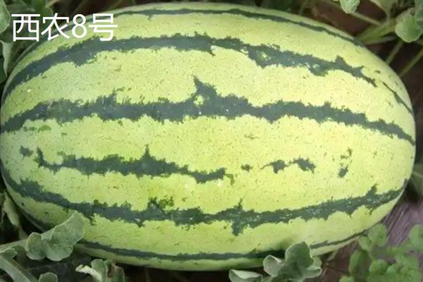 西瓜能不能重茬种植，重茬种植会加重病虫害
