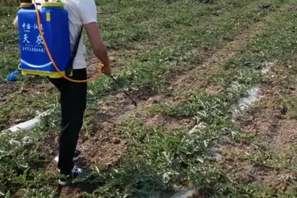 西瓜能不能重茬种植，重茬种植会加重病虫害