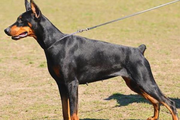 德国杜宾犬的缺点，战斗力量稍弱且怕冷