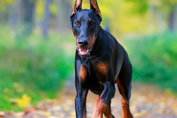 德国杜宾犬的缺点，战斗力量稍弱且怕冷