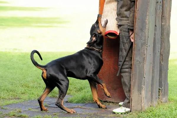 德国杜宾犬的缺点，战斗力量稍弱且怕冷