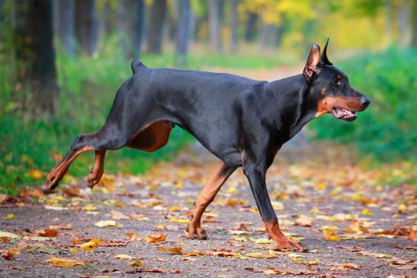 德国杜宾犬的缺点，战斗力量稍弱且怕冷