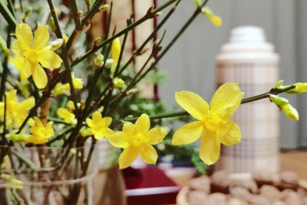 迎春花水培会不会生根，水培迎春花可以生根