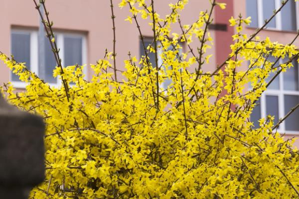 迎春花水培会不会生根，水培迎春花可以生根