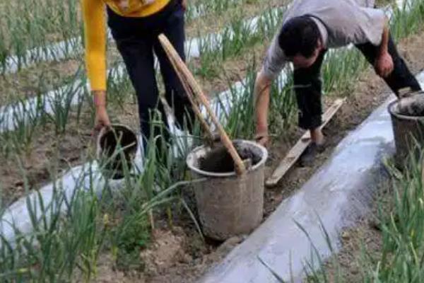 大蒜怎么种植，用清水浸种后进行沟播