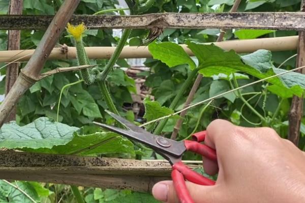 黄瓜怎么修枝，只留主枝侧枝剪掉