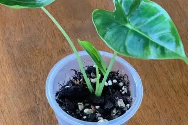 绿天鹅绒海芋的养殖方法，生长期每月施加一次速溶肥