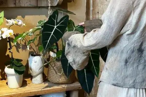绿天鹅绒海芋的养殖方法，生长期每月施加一次速溶肥