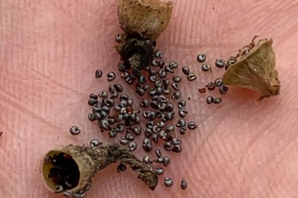 怎么种太阳花，在春秋季节每周浇水1-2次