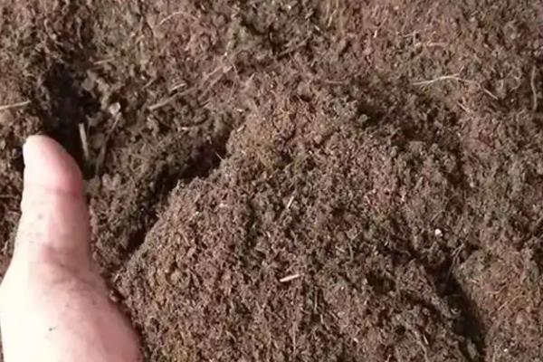 怎么种太阳花，在春秋季节每周浇水1-2次