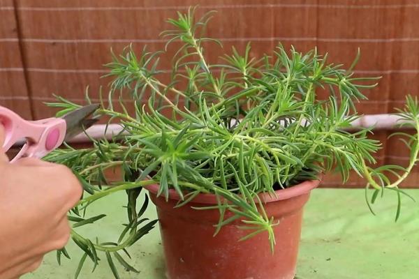 怎么种太阳花，在春秋季节每周浇水1-2次