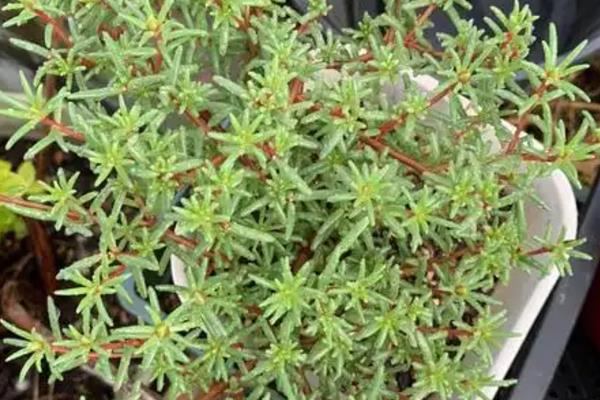 怎么种太阳花，在春秋季节每周浇水1-2次