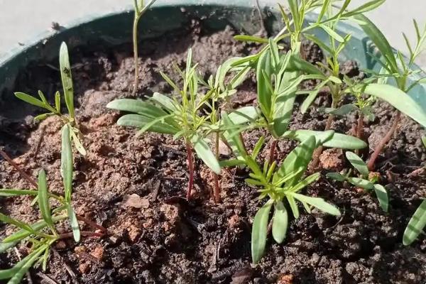 波斯菊的播种方法，将种子与沙子混匀再撒播