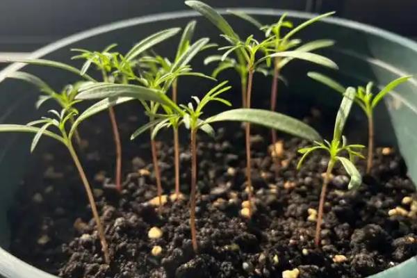 波斯菊的播种方法，将种子与沙子混匀再撒播