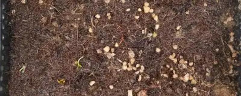 火龙果籽如何盆栽，将种子洗净晾干后再均匀撒播