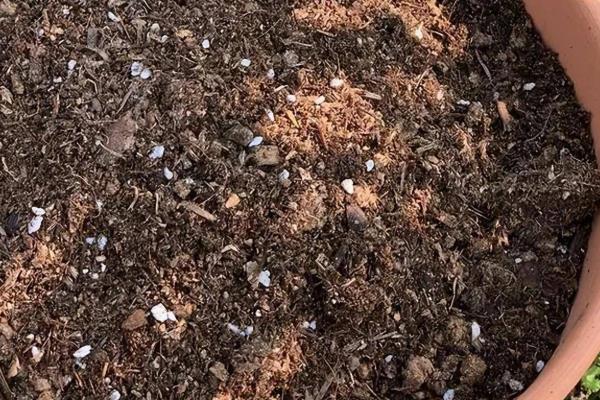 四季海棠如何播种,将种子混入细园土中进行撒播