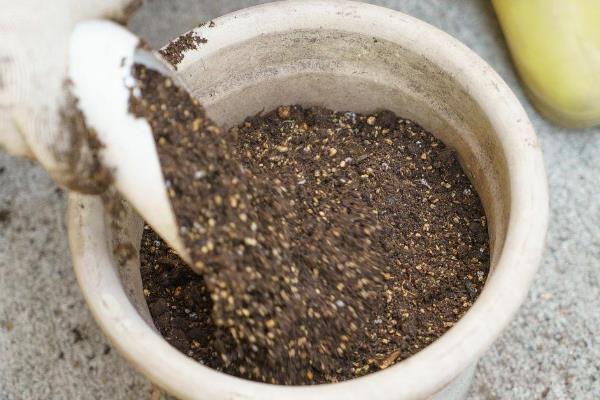 四季海棠如何播种,将种子混入细园土中进行撒播