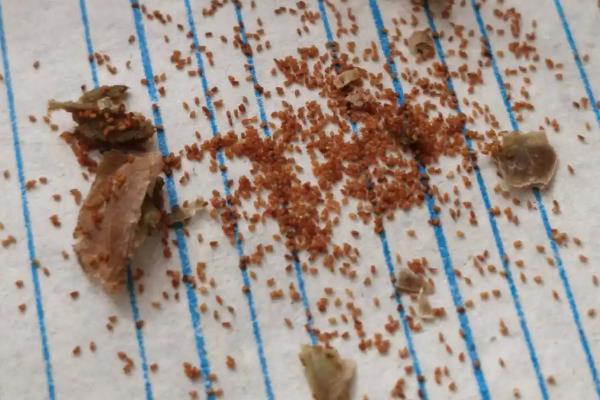 四季海棠如何播种,将种子混入细园土中进行撒播