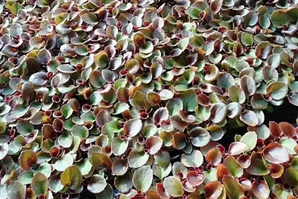 四季海棠如何播种,将种子混入细园土中进行撒播