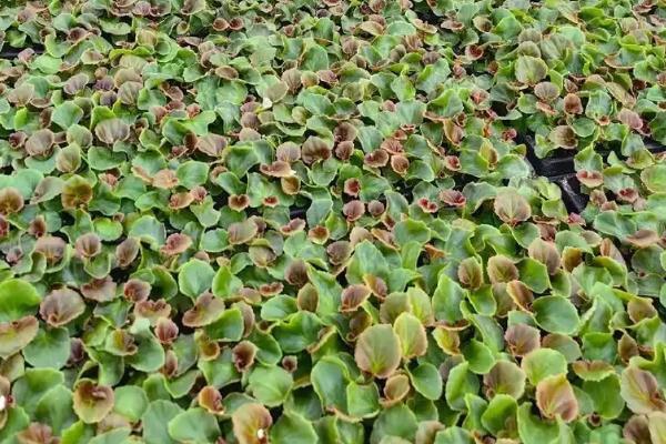 四季海棠如何播种,将种子混入细园土中进行撒播