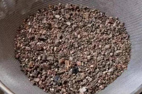 四季海棠如何播种,将种子混入细园土中进行撒播