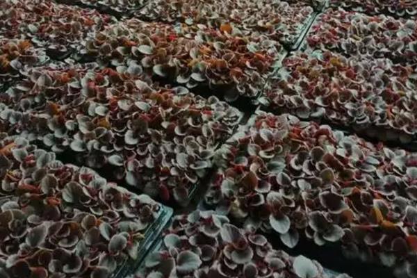 四季海棠如何播种,将种子混入细园土中进行撒播