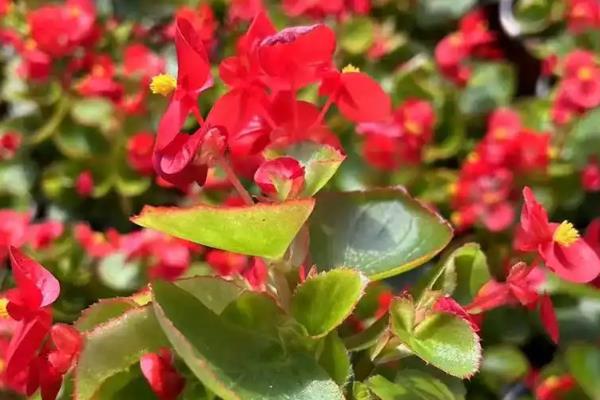 四季海棠如何播种,将种子混入细园土中进行撒播