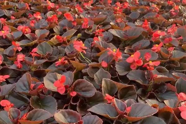 四季海棠如何播种,将种子混入细园土中进行撒播