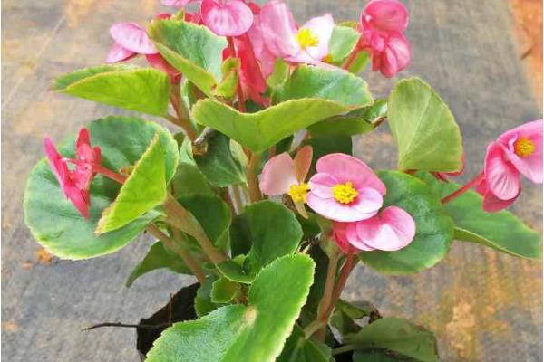 四季海棠如何播种,将种子混入细园土中进行撒播