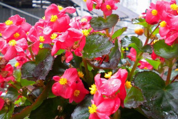 四季海棠如何播种,将种子混入细园土中进行撒播