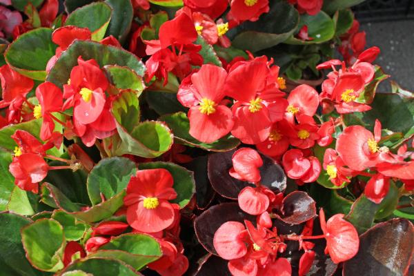 四季海棠如何播种,将种子混入细园土中进行撒播