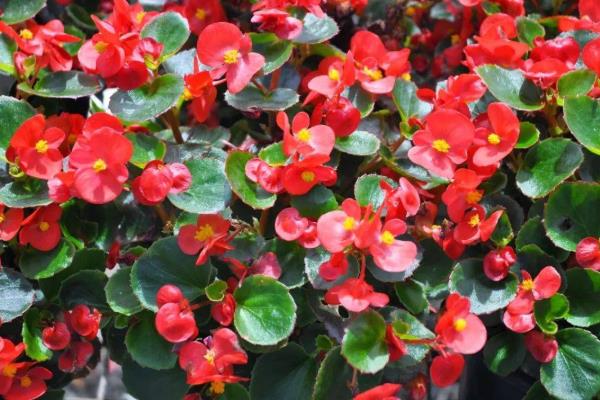 四季海棠如何播种,将种子混入细园土中进行撒播